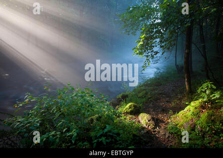 Raggi di sole a forest creek, in Germania, in Sassonia, Vogtland, Triebtal Foto Stock