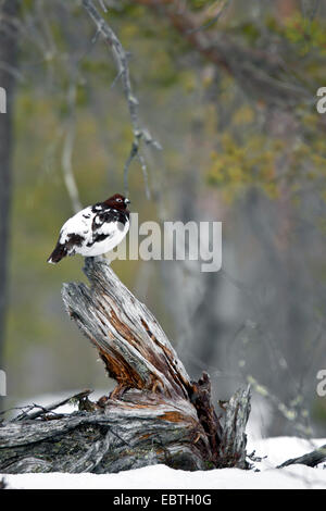Willow grouse (Lagopus lagopus), maschio su un troncone di albero, Svezia, Fulufjaellet Parco Nazionale Foto Stock