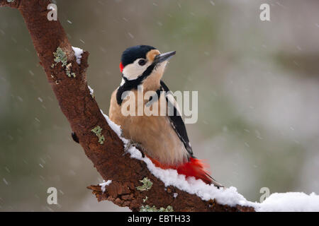 Picchio rosso maggiore (Picoides major, Dendrocopos major), seduto su un brach durante la nevicata, Svizzera, Sankt Gallen Foto Stock