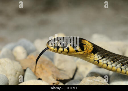 Balkan biscia dal collare (Natrix natrix persa), sfogliare, Germania Foto Stock