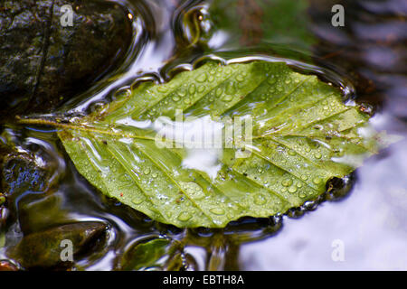 Comune di faggio (Fagus sylvatica), foglia di faggio rivestito con cadute su una superficie di acqua, in Germania, in Sassonia, Vogtland, Triebtal Foto Stock