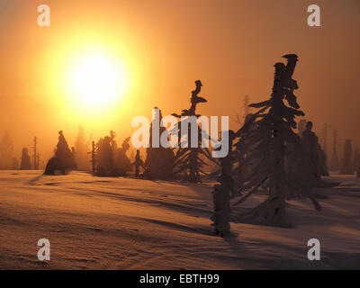 Coperta di neve alberi di conifere al tramonto, Repubblica Ceca, Riesengebirge, Spindlermuehle Foto Stock