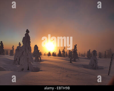 Coperta di neve alberi di conifere al tramonto, Repubblica Ceca, Riesengebirge, Spindlermuehle Foto Stock