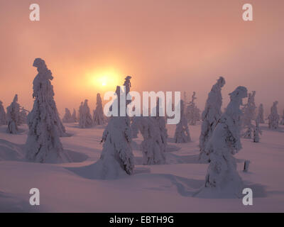 Coperta di neve alberi di conifere al tramonto, Repubblica Ceca, Riesengebirge, Spindlermuehle Foto Stock