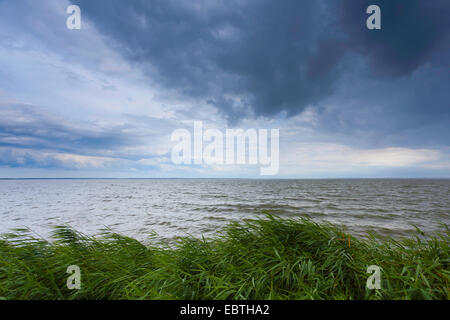 Vista da reed-cresciute shore a bodden, Germania, Meclemburgo-Pomerania, Fischland, Wustrow Foto Stock