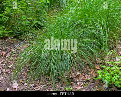 Capelli tufted-erba (Deschampsia cespitosa), Germania Foto Stock