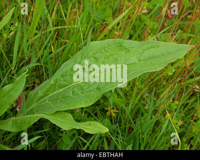 Il Segugio del comune di lingua, houndstoungue (Cynoglossum officinale), foglia, Germania Foto Stock