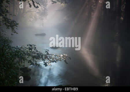 Fiume in una foresta in mattina umido, in Germania, in Sassonia, Vogtland, Triebtal Foto Stock