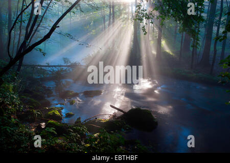 Raggi di sole a forest creek, in Germania, in Sassonia, Vogtland, Triebtal Foto Stock