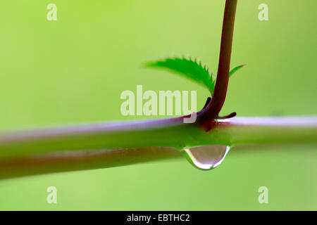 Goccia di acqua sulla pianta, Germania, Sassonia Foto Stock