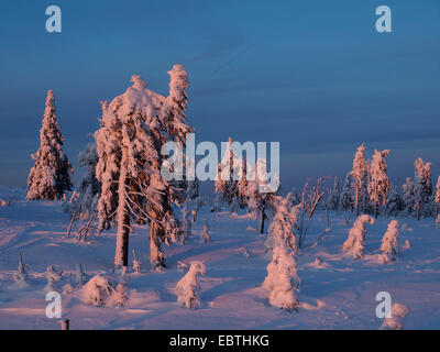 Abete (Picea abies), morto innevate foreste di abete rosso, Repubblica Ceca, Keilberg Foto Stock