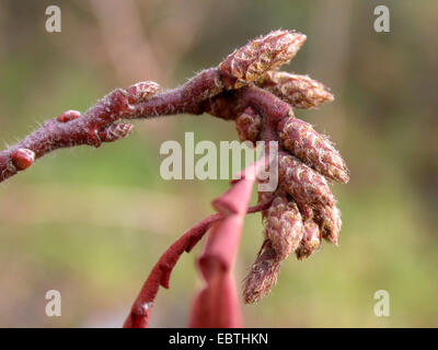 Dolce Felce (Comptonia peregrina), amenti maschili Foto Stock
