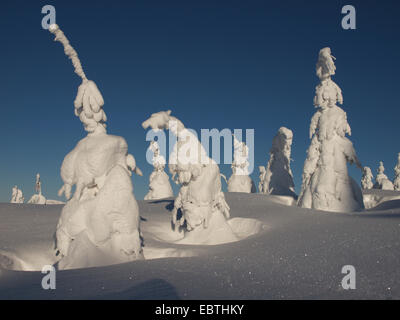 Coperta di neve alberi di conifere, Repubblica Ceca, Riesengebirge, Spindlermuehle Foto Stock