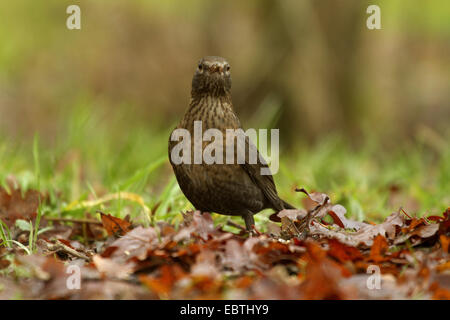 Merlo (Turdus merula), femmina seduti in un prato ricoperto di fogliame, Germania Foto Stock