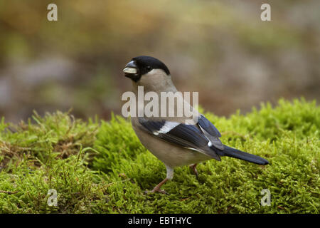 , Bullfinch ciuffolotto, bullfinch settentrionale (Pyrrhula pyrrhula), femmina seduti sul muschio con un olio di semi di girasole nel becco, Germania Foto Stock