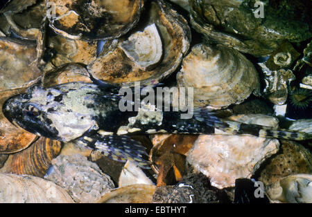 Padre Lasher, shorthorn sculpin, bull rout, bull-rout, corto-spined seascorpion (Myoxocephalus scorpione, Cottus scorpione), seduti su seashells Foto Stock