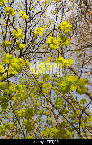 Acero di monte, grande Acero (Acer pseudoplatanus), la proliferazione di un giovane albero in primavera, in Germania, in Renania settentrionale-Vestfalia Foto Stock