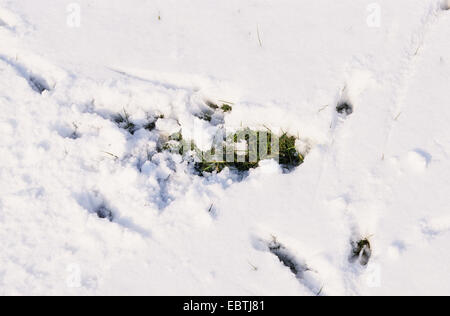 Il capriolo (Capreolus capreolus), pawing tracce di ricerca di cibo in una coperta di neve prato, Germania Foto Stock