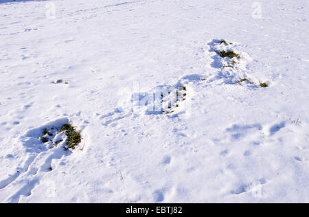 Il capriolo (Capreolus capreolus), pawing tracce di ricerca di cibo in una coperta di neve prato, Germania Foto Stock