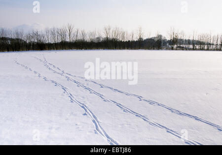 Il capriolo (Capreolus capreolus), tracce di un gruppo in una coperta di neve prato, Germania Foto Stock