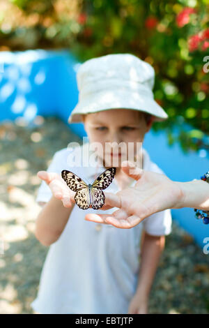 Little Boy tenendo una farfalla sulla sua mano Foto Stock