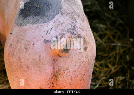 Suini domestici (Sus scrofa f. domestica), fondo di maiale con coda a ricciolo, in Germania, in Renania settentrionale-Vestfalia Foto Stock