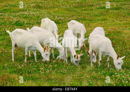 Capra domestica, Weisse Deutsche Edelziege, bianco tedesco (Capra hircus, Capra aegagrus f. hircus), gregge di capre alimentando in un pascolo, Germania, Brandeburgo, Oderland Foto Stock