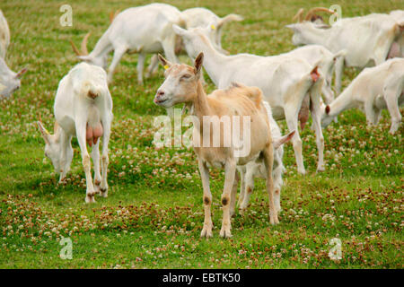 Capra domestica, Weisse Deutsche Edelziege, bianco tedesco (Capra hircus, Capra aegagrus f. hircus), gregge di capre alimentando in un pascolo, Germania, Brandeburgo, Oderland Foto Stock