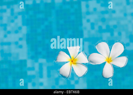 Due fiori di frangipani in acqua blu Foto Stock