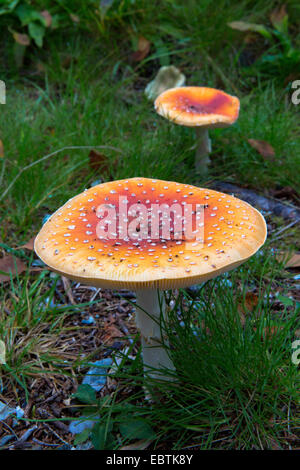 Fly agaric (amanita muscaria), due fly amanitas su erba, Norvegia, Nordland, Svenningdalen Foto Stock