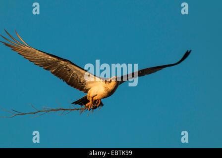 Eastern Falco pescatore (Pandion cristatus), in volo con materiale di nidificazione, Australia Australia Occidentale, Exmouth Foto Stock