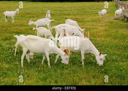 Capra domestica, Weisse Deutsche Edelziege, bianco tedesco (Capra hircus, Capra aegagrus f. hircus), gregge di capre alimentando in un pascolo, Germania, Brandeburgo, Oderland Foto Stock