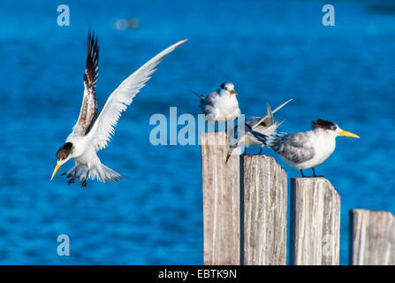 Maggiore crested tern (Thalasseus bergii, Sterna bergii), quattro maggiore crested sterne su pali di legno al porto, Australia Australia Occidentale, Dongara Foto Stock