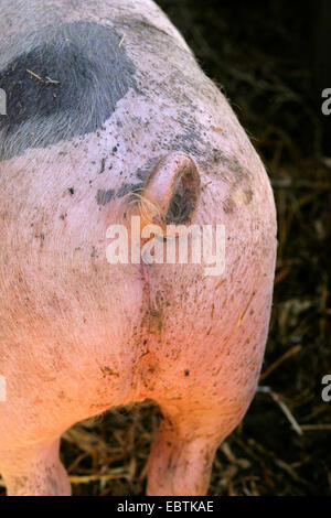 Suini domestici (Sus scrofa f. domestica), fondo di maiale con coda a ricciolo, in Germania, in Renania settentrionale-Vestfalia Foto Stock