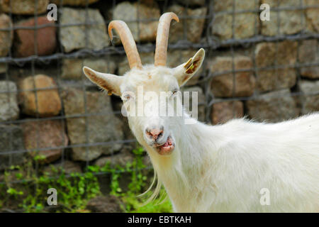 Jaemtland (Capra hircus, Capra aegagrus f. hircus), capro guardando la telecamera, Germania, Meclemburgo-Pomerania Occidentale Foto Stock