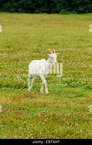 Capra domestica, Weisse Deutsche Edelziege, bianco tedesco (Capra hircus, Capra aegagrus f. hircus), di capra di caseificio in un pascolo, Germania, Brandeburgo, Oderland Foto Stock
