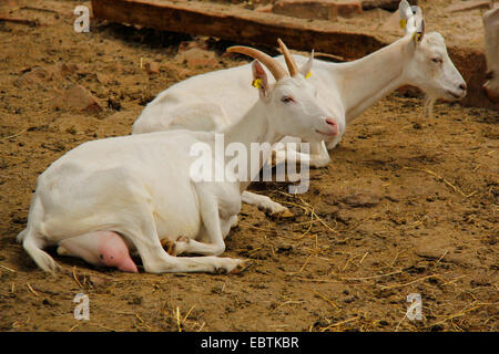 Capra domestica, Weisse Deutsche Edelziege (Capra hircus, Capra aegagrus f. hircus), capre in open stabile, Germania, il Land Brandeburgo Foto Stock