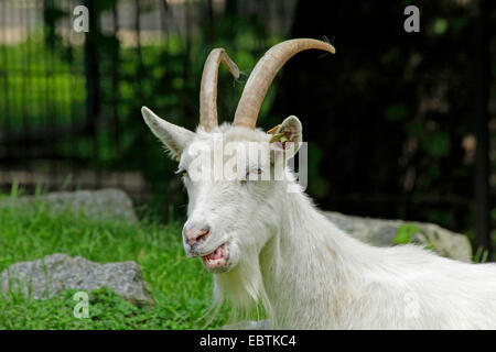 Jaemtland (Capra hircus, Capra aegagrus f. hircus), capro masticare, Germania, Meclemburgo-Pomerania Occidentale Foto Stock