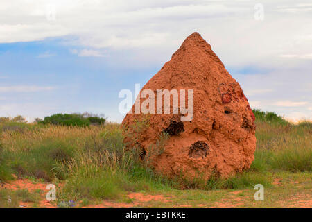 Termite (Isoptera), termiti nidi nella steppa, Australia Australia Occidentale, Cardabia Foto Stock