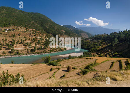 Bellissimi campi di riso nella valle di Punakha, Bhutan Foto Stock