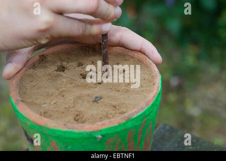 Bambino la costruzione di un allevamento di insetti help, Germania, Europa, Germania Foto Stock