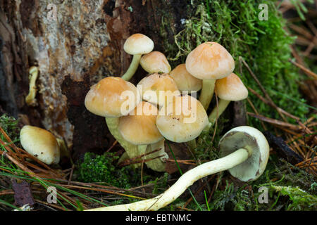 Ciuffo di zolfo Zolfo ciuffo, clustered woodlover, tappo di zolfo (Hypholoma fasciculare, Nematoloma fasciculare), in legno morto, Germania Foto Stock