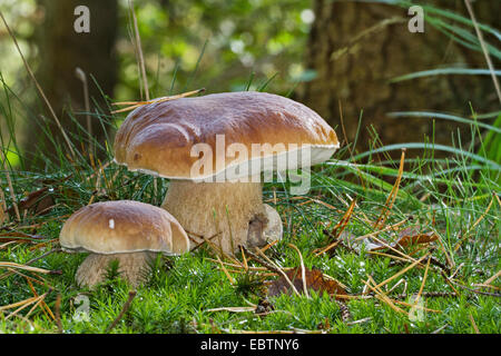 Penny bun, cep (Boletus edulis), due corpi fruttiferi di moss sul suolo della foresta, Germania, Meclemburgo-Pomerania Occidentale Foto Stock