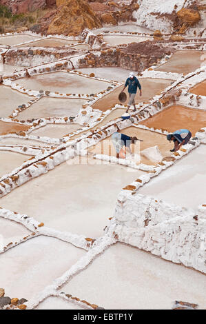 Lavoratori la raccolta di sale nelle saline di Salinas De Maras, Perù, Maras Foto Stock