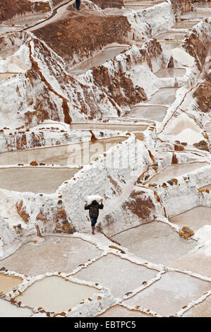 Lavoratore il trasporto di sale nelle saline di Salinas De Maras, Perù, Maras Foto Stock