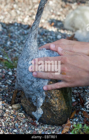 "Feltro stone troll' che serve come giardino decorazione: pietre naturali essendo dotato di cappelli di feltro imbevuto di lana, Germania Foto Stock