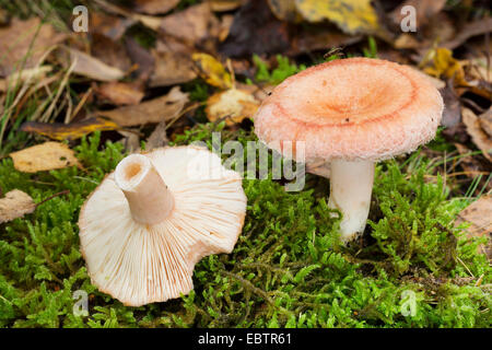 Lanosi milkcap, barbuto milkcap (Lactarius torminosus), funghi di MOSS, Germania Foto Stock