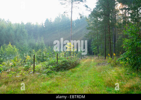 Giovane foresta plantion nella tarda estate, in Germania, in Baviera, Oberpfalz Foto Stock