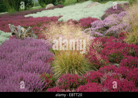 tufted hair-grass (Deschampsia cespitosa), blooming amongst heath in a haeth garden Foto Stock