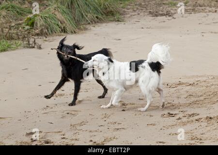 Due piccoli cani Mongrel lottano per un bastone Foto Stock